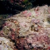 stonefish_reef_nus_h_0705_png1838.jpg